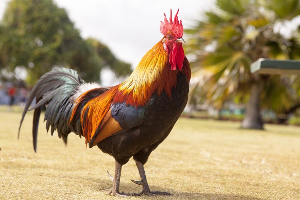 Quando canta il gallo